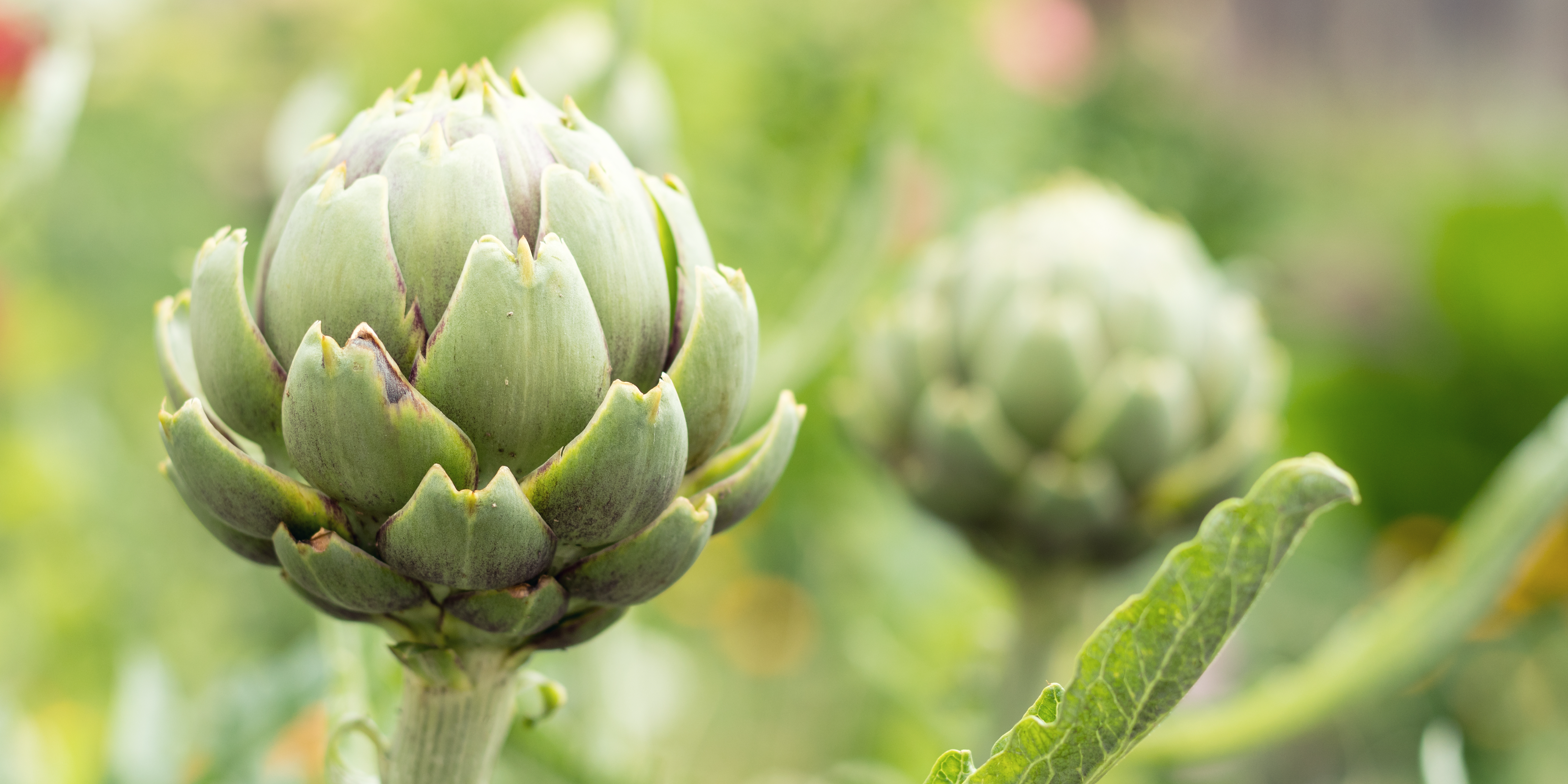 Background image NPD Modelli rigenerativi nei sistemi agroalimentari 2025