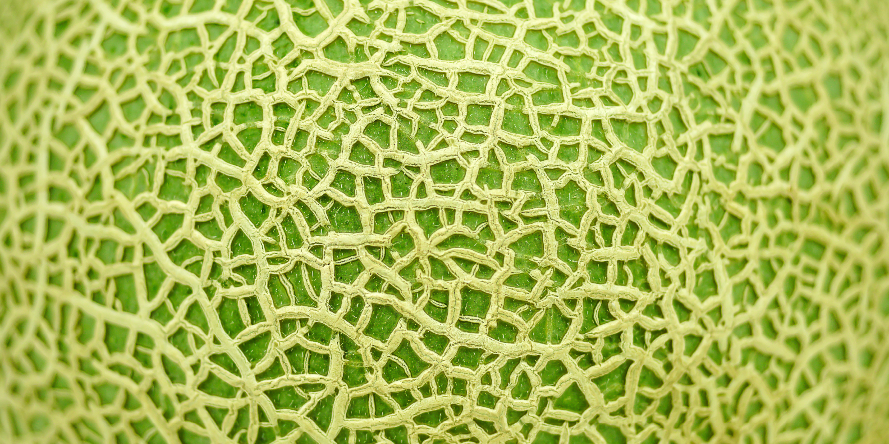 Background image NPD Skills Food Design Senses AI