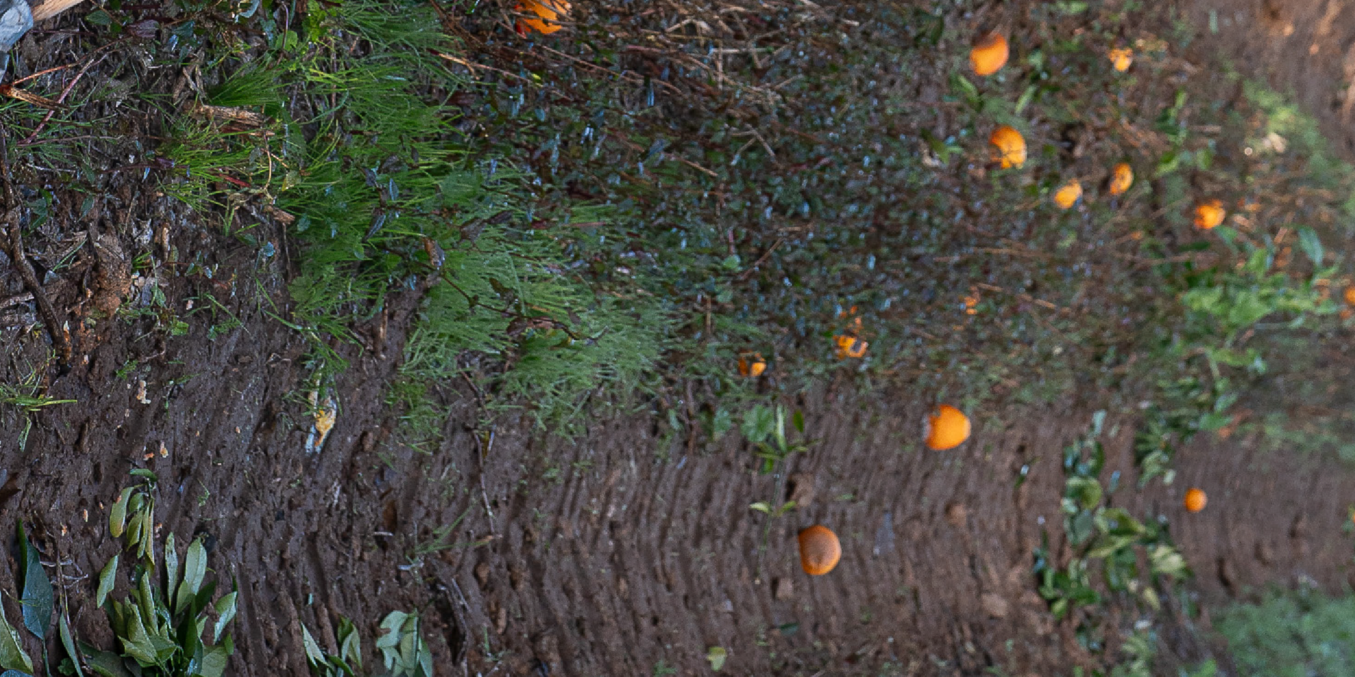 Background image Understanding Food Loss 11 11