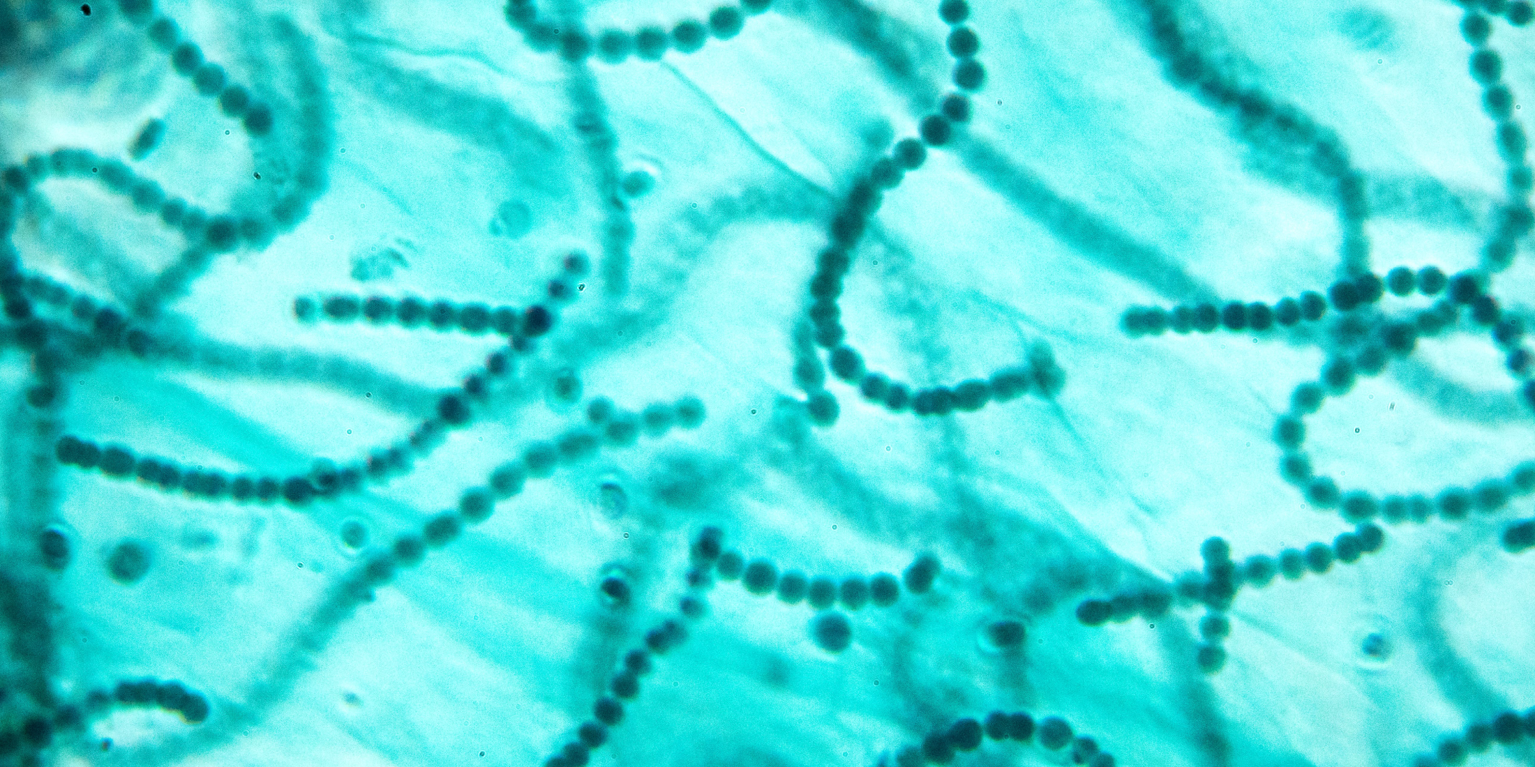 Background image Algae Biotechnology 06