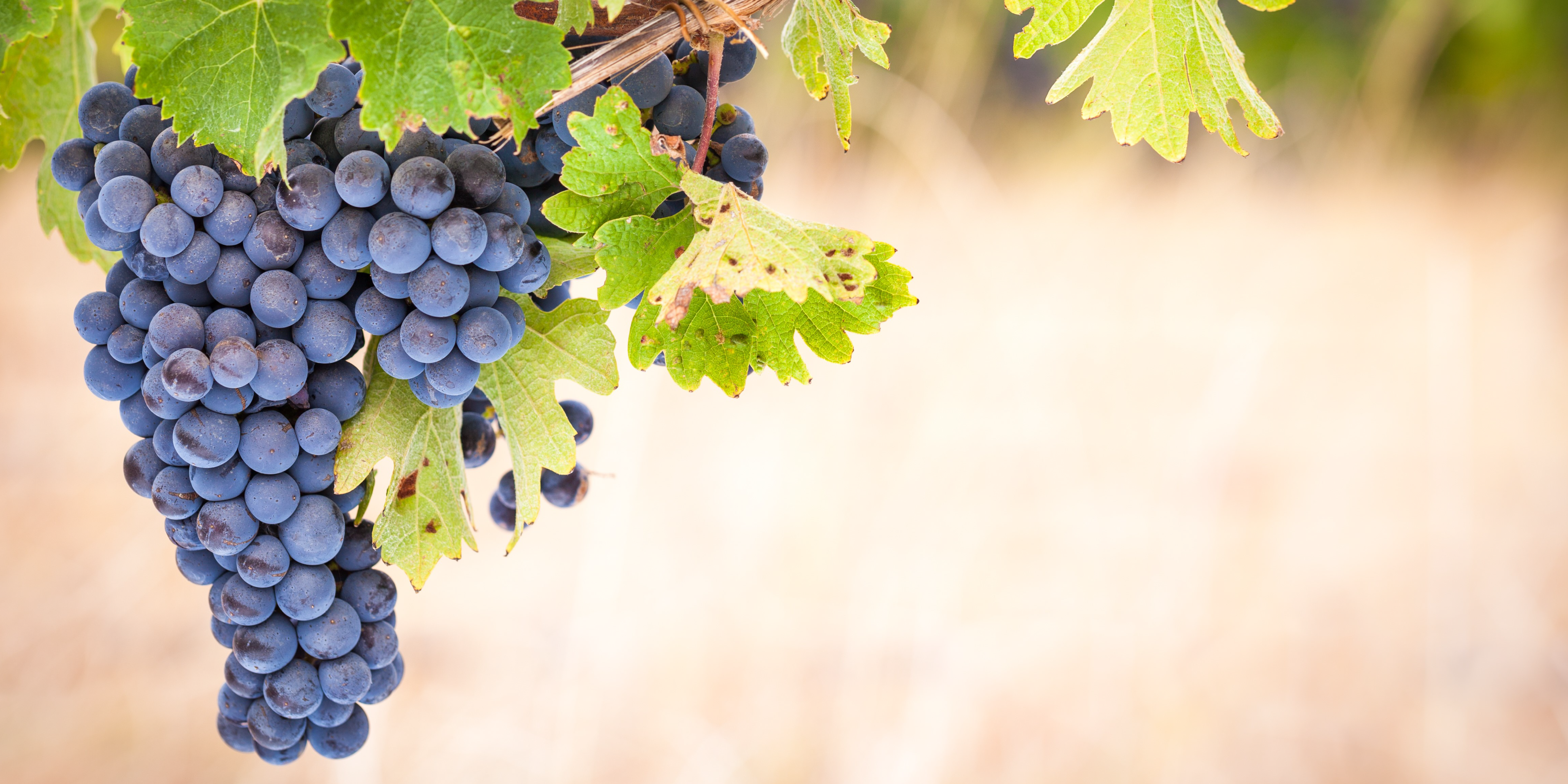 Background image Inspire Circular Agrifood 2023 02