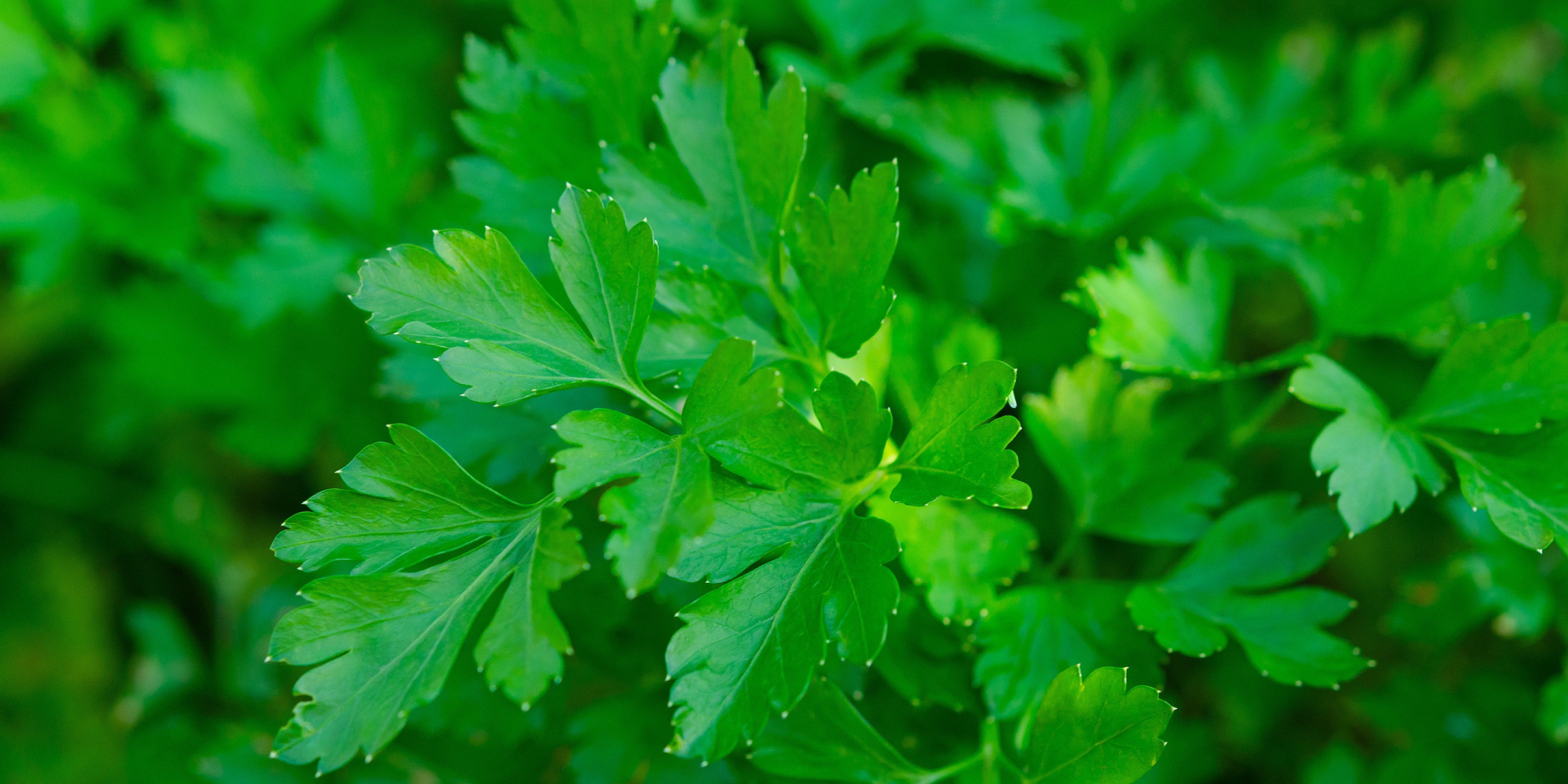 Background image Nutrition for Health and Sustainability 2025