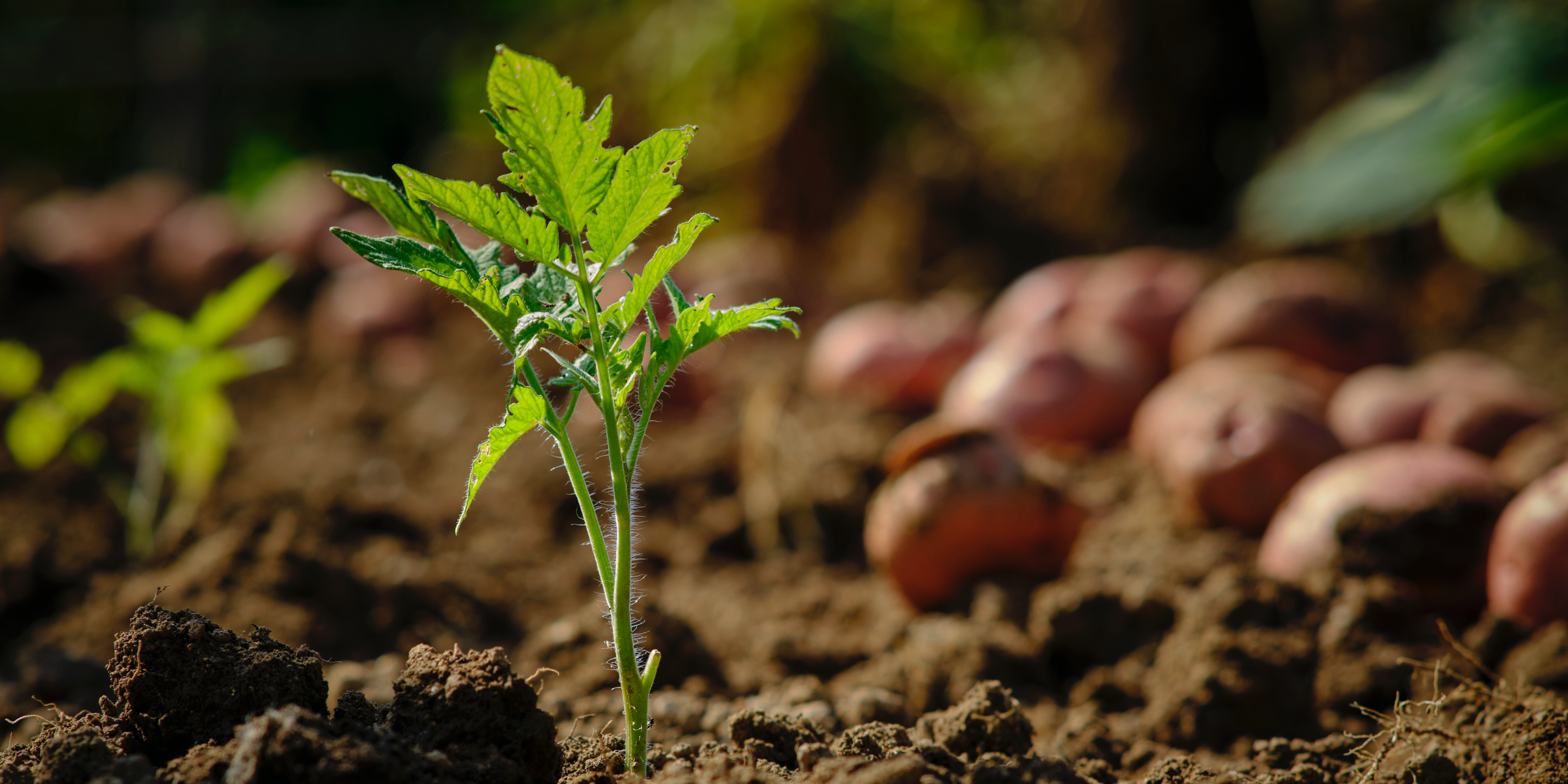 Background image RIS Inspire Healthy Soil4 Life 18 01