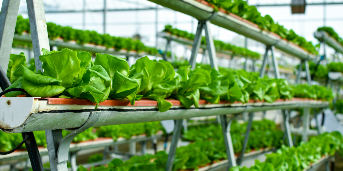Background image RIS Inspire Sustainable Food Production and Consumption 07