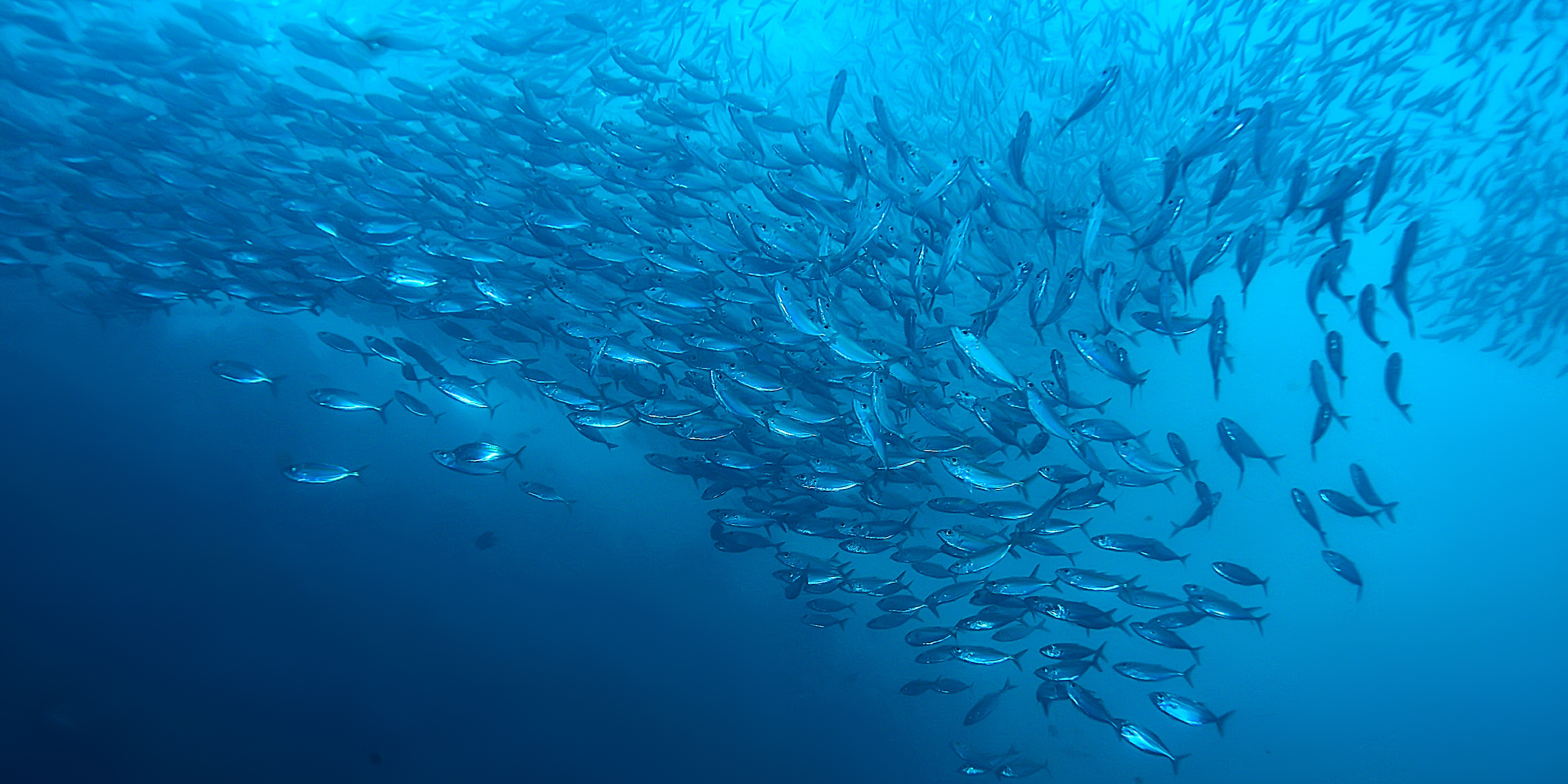 Background image Sustainable Seafood Barriers and Opportunities 2025