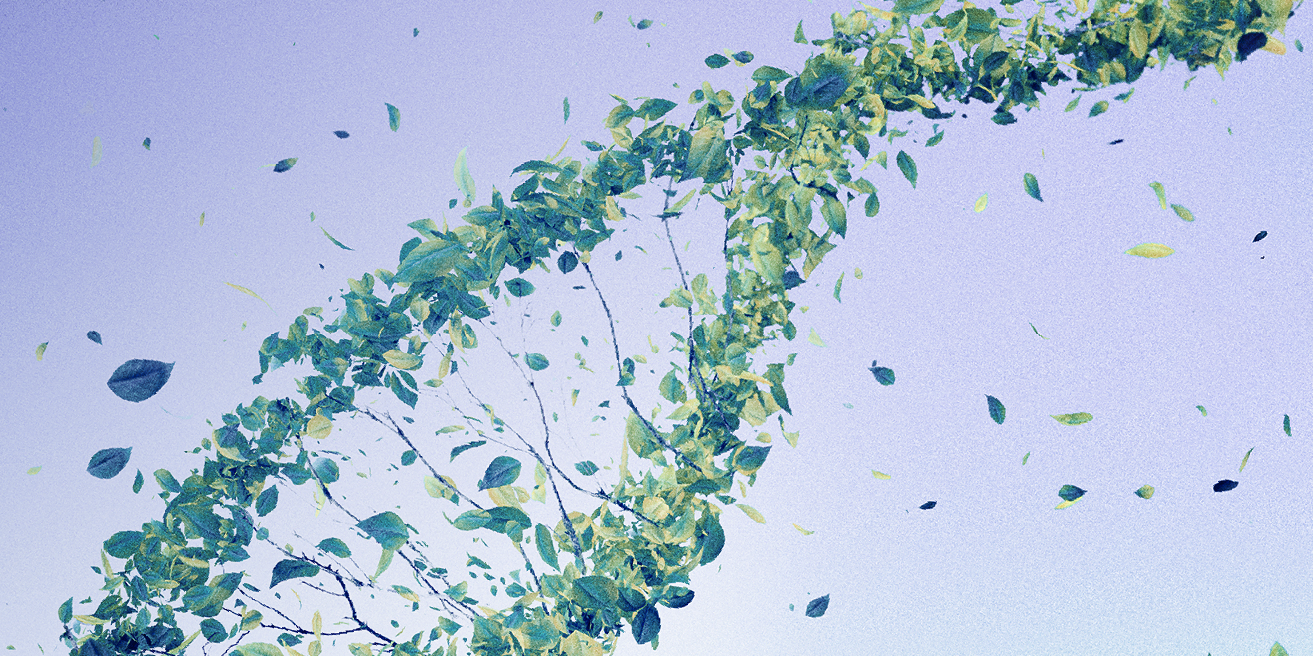 Background image The ROOT 16