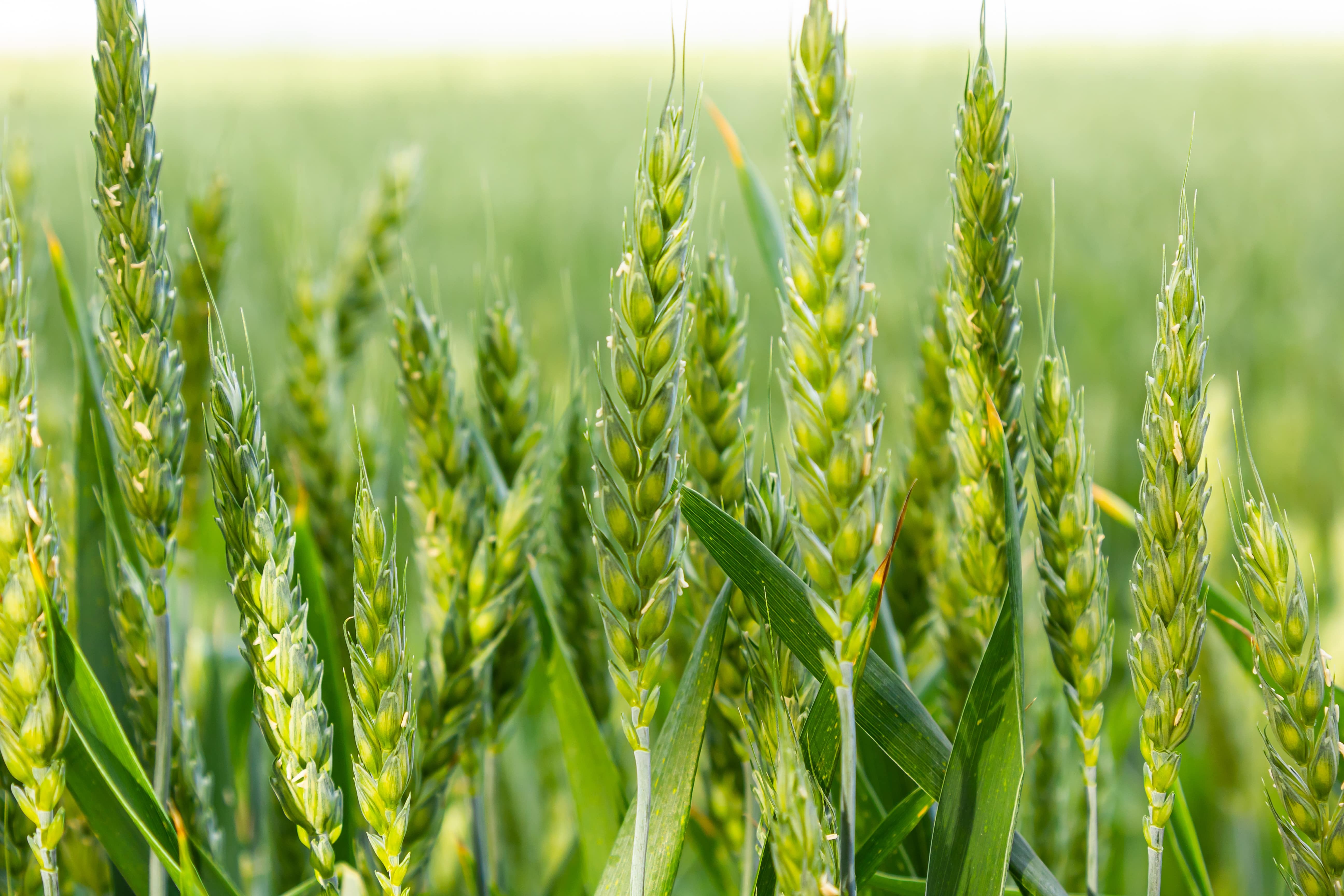 Agriculture wheat
