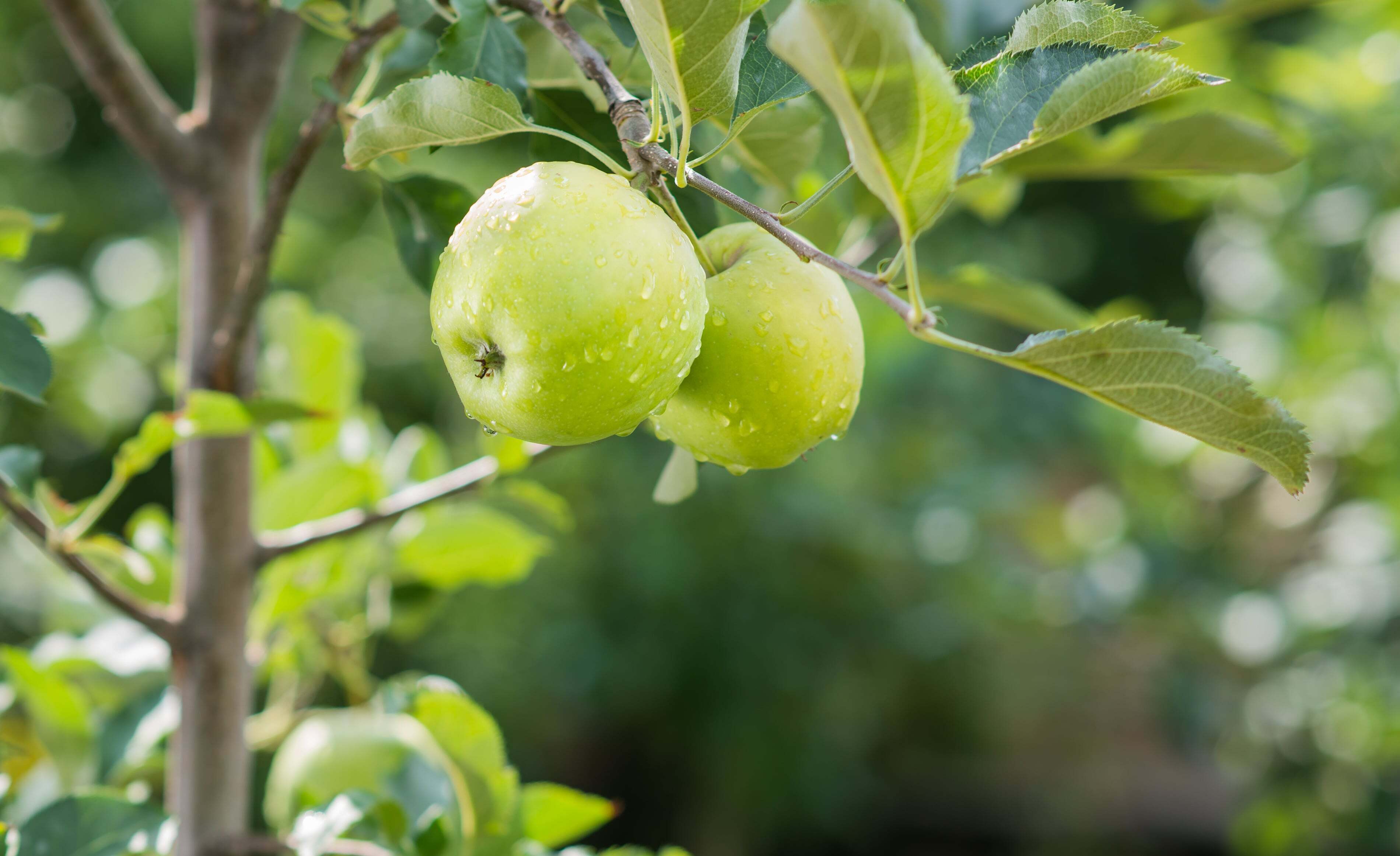 Hero green apple