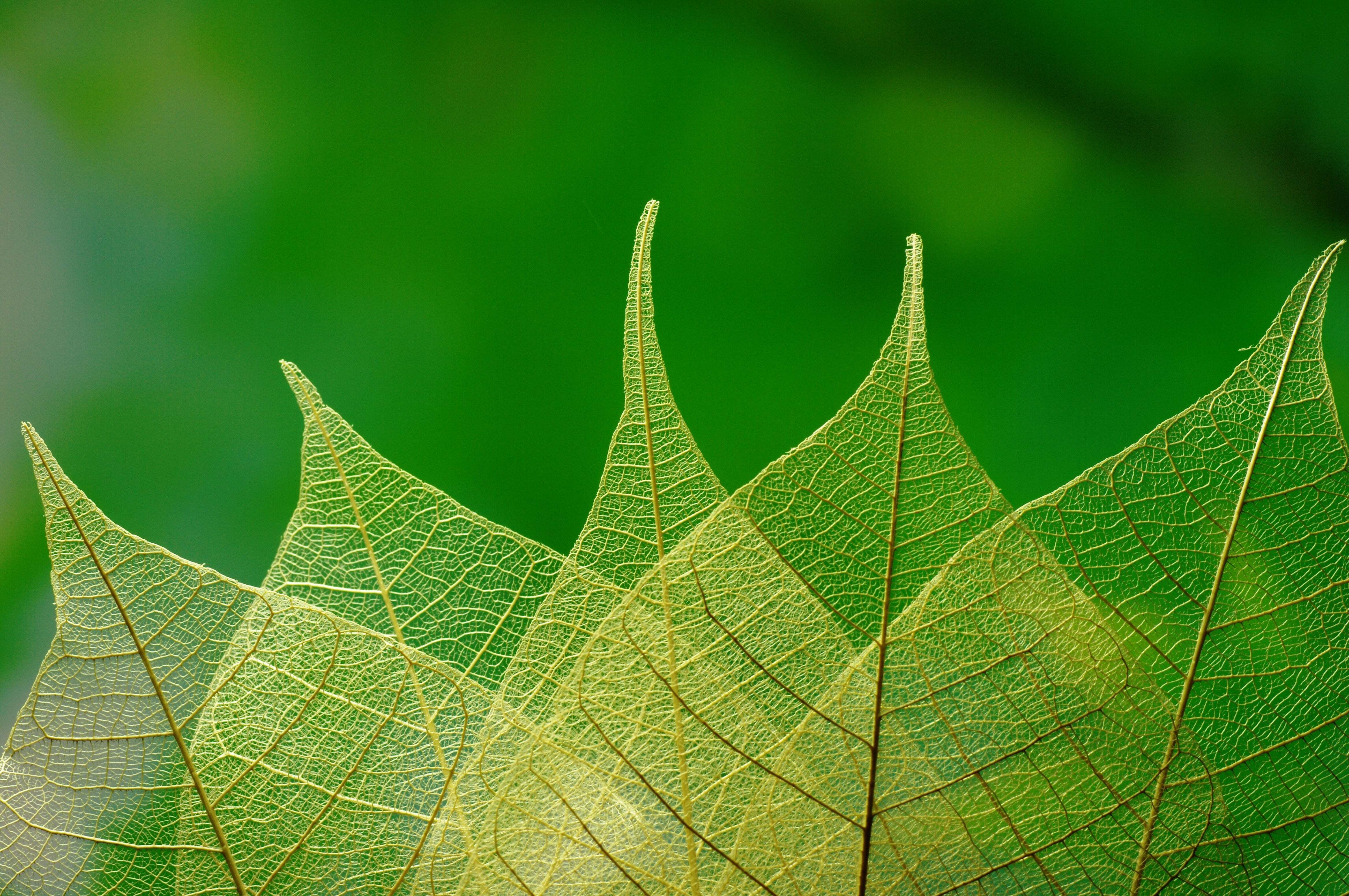Leaf hero EIT Food Assessment
