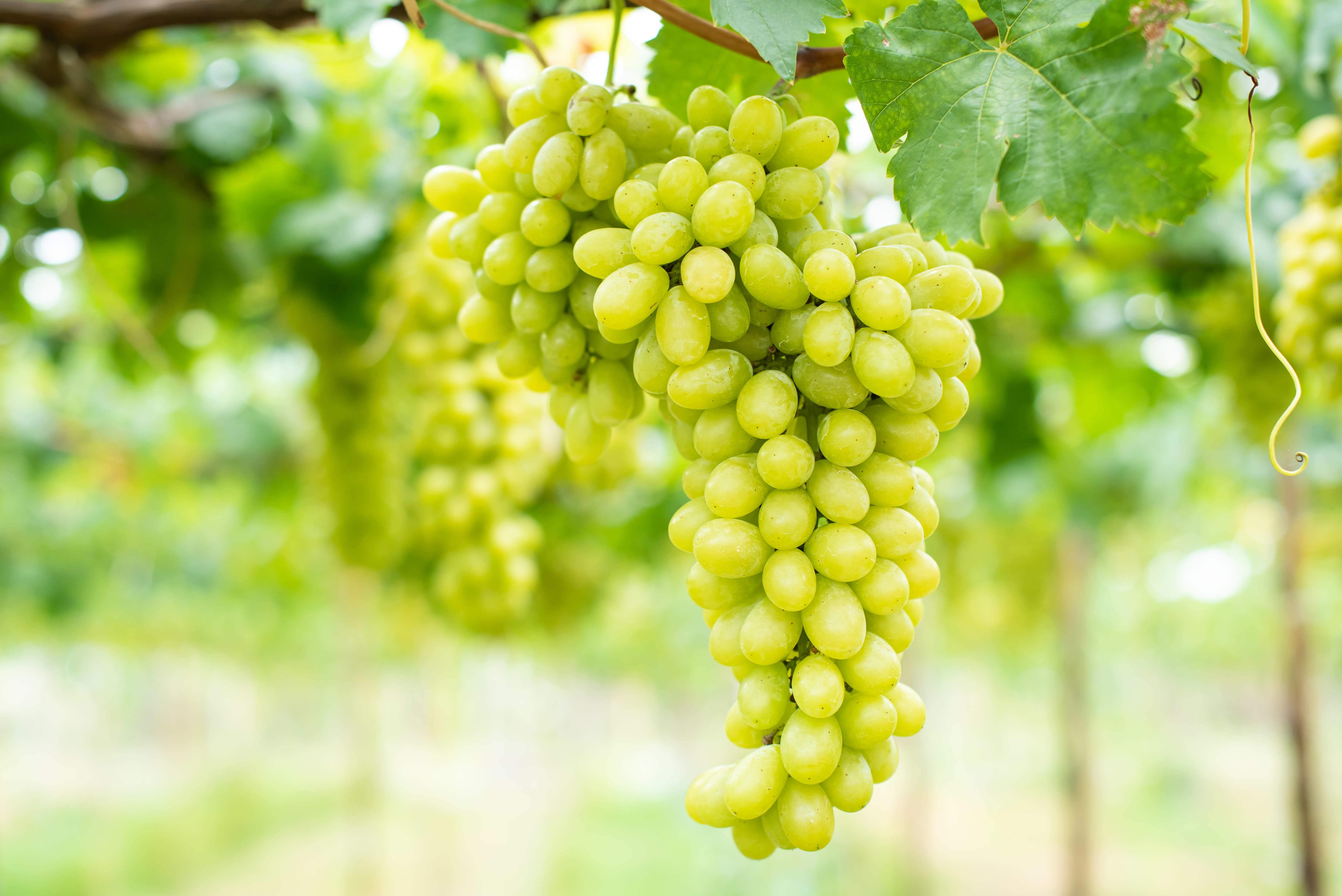 Sustainability in Agrifood